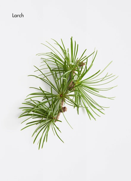 Kopfhautkonzentrat zur Bekämpfung von Haarausfall (10 A. x 10 ml)