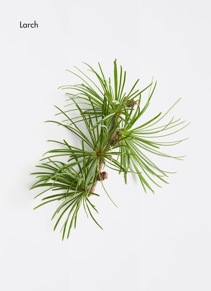 Kopfhautkonzentrat zur Bekämpfung von Haarausfall (10 A. x 10 ml)